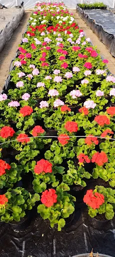 Magiczny ogród - kwiaty Siedlce